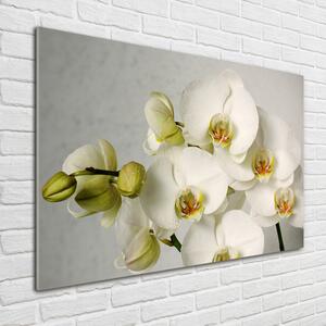 Fotoobraz na skle Bílá orchidej osh-67521473