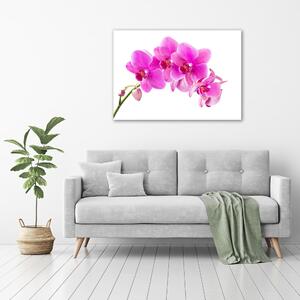 Fotoobraz na skle Růžová orchidej osh-67673367