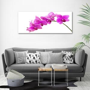 Foto obraz na plátně Růžová orchidej oc-67691978