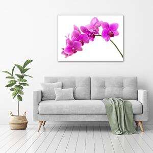Fotoobraz na skle Růžová orchidej osh-67691978