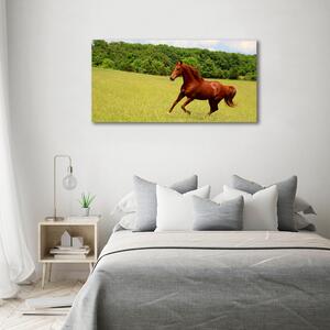 Fotoobraz skleněný na stěnu do obýváku Kůň na louce osh-68119926