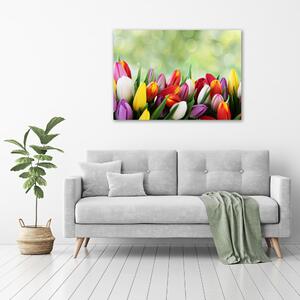 Moderní obraz canvas na rámu Barevné tulipány oc-69344290