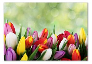 Foto-obraz fotografie na skle Barevné tulipány osh-69344290
