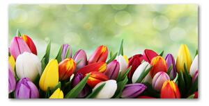 Foto-obraz fotografie na skle Barevné tulipány osh-69344290