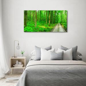 Foto obraz skleněný horizontální Stromy v lese osh-69570264