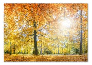 Fotoobraz na skle Podzimní les osh-70578437