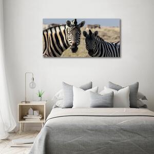 Foto obraz na plátně Dvě zebry oc-70684470
