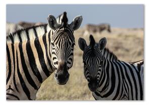 Fotoobraz na skle Dvě zebry osh-70684470