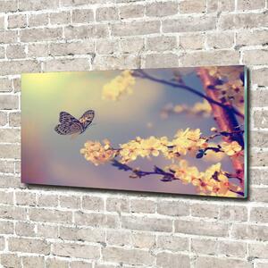 Foto-obraz fotografie na skle Květ viště a motýl osh-72331211