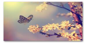 Foto-obraz fotografie na skle Květ viště a motýl osh-72331211