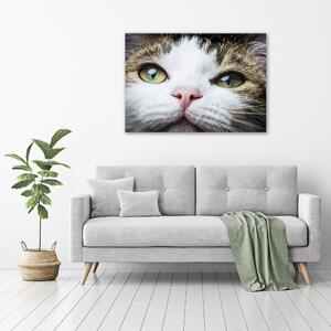 Fotoobraz na skle Zelené kočičí oči osh-72425776