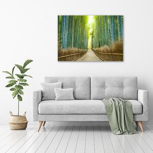 Foto obraz na plátně Bambusový les oc-72519653