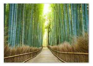 Fotoobraz na skle Bambusový les osh-72519653