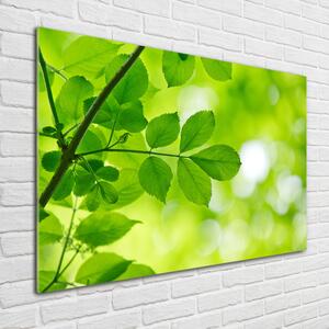 Moderní foto obraz na stěnu Zelené listí osh-72665242
