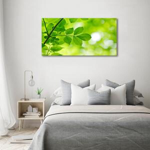 Moderní foto obraz na stěnu Zelené listí osh-72665242