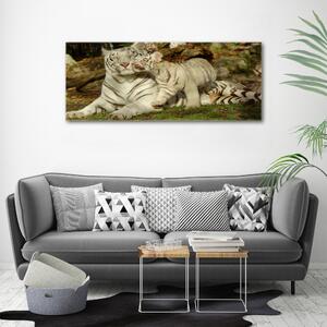 Foto-obraz canvas na rámu Tygři oc-73601237