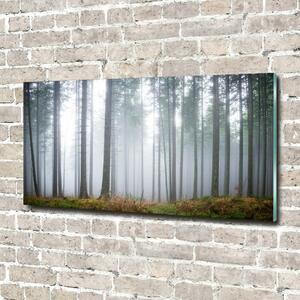 Fotoobraz na skle Mlha v lese osh-74026356