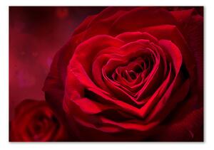Foto obraz skleněný horizontální Červená růže srdce osh-75608886