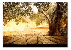 Fotoobraz na skle Olivový strom osh-77330786