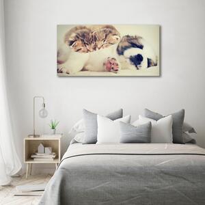 Foto obraz na plátně Dvě kočky a pes oc-78906407