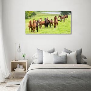 Foto obraz na plátně Stádo koní na louce oc-79057196