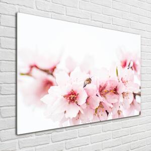 Foto-obraz fotografie na skle Květy višně osh-79943111