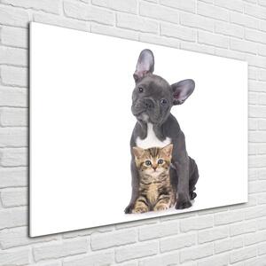 Moderní foto obraz na stěnu Pes a kočka osh-80558737