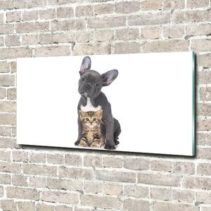 Moderní foto obraz na stěnu Pes a kočka osh-80558737