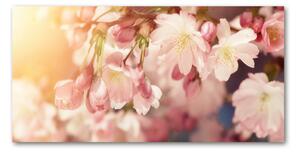 Foto obraz sklo tvrzené Květy višně osh-81037561