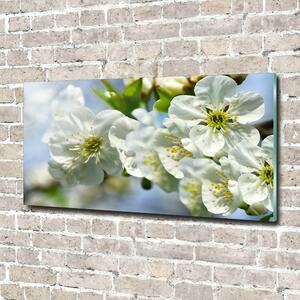 Foto obraz fotografie na skle Květ višně osh-82566454