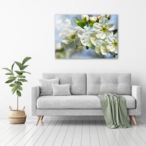 Foto obraz na plátně Květ višně oc-82566454