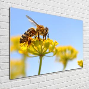 Fotoobraz na skle Včela na květině osh-83831573