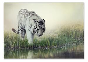 Fotoobraz na skle Bílý tygr osh-84071201