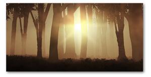 Foto obraz fotografie na skle Mlha v lese osh-84176608
