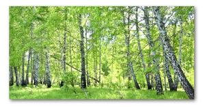 Foto obraz fotografie na skle Břízový les osh-84161730