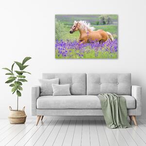 Foto obraz na plátně Kůň na poli levandule oc-84450910