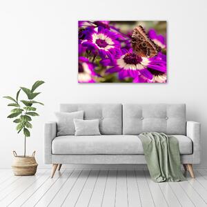 Fotoobraz skleněný na stěnu do obýváku Motýl na květině osh-84885251