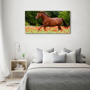 Fotoobraz fotografie na plátně Kůň na poli máků oc-85278470