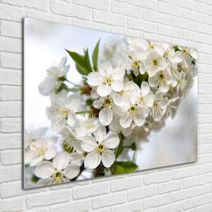 Foto obraz fotografie na skle Květy višně osh-85335086