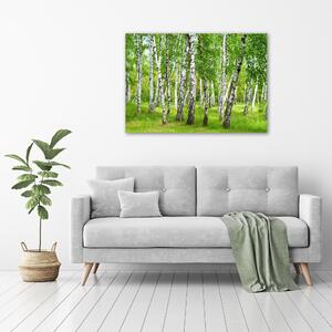 Foto obraz na plátně Břízový les oc-85613602