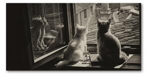 Fotoobraz na skle Kočky při okně osh-86646592
