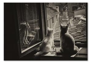 Fotoobraz na skle Kočky při okně osh-86646592