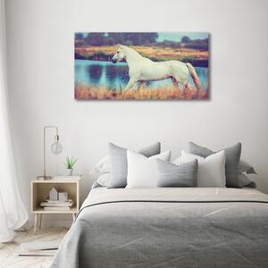 Fotoobraz na skle Bílký kůň jezero osh-87150545