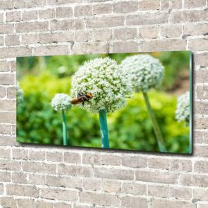 Fotoobraz skleněný na stěnu do obýváku Kvetoucí česnek osh-88554833