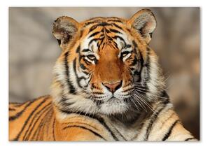 Foto obraz fotografie na skle Bengálský tygr osh-88747131
