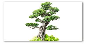 Foto obraz akryl svislý do obýváku Bonsai oah-88907159