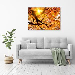 Moderní obraz canvas na rámu Koruna stromů podzim oc-89060594