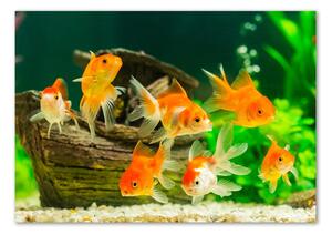 Foto obraz sklo tvrzené Zlaté rybky osh-89540196