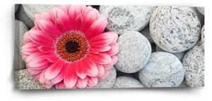 Sablio Obraz Gerbera na kamenech - 110x50 cm