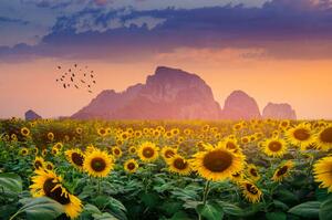 Fotografie Sunflower field with the evening sun, sarayut Thaneerat